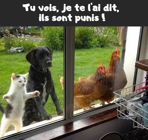 30 Blagues Sur Le Confinement Qui Vont Vous Faire Mourir De Rire