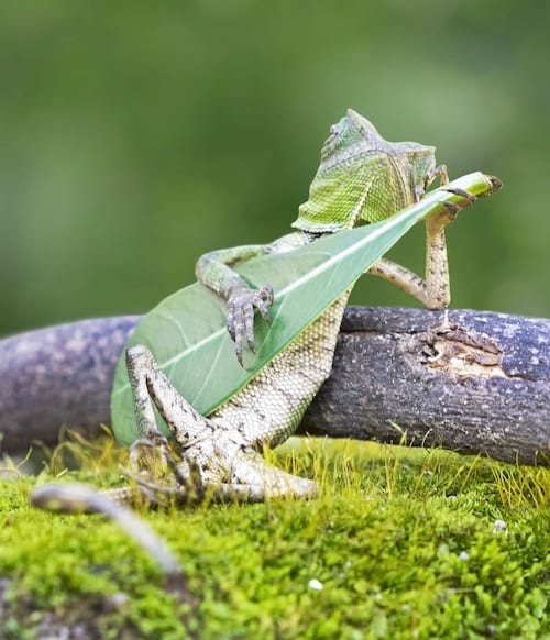 Caméléon jouant de la guitare 
