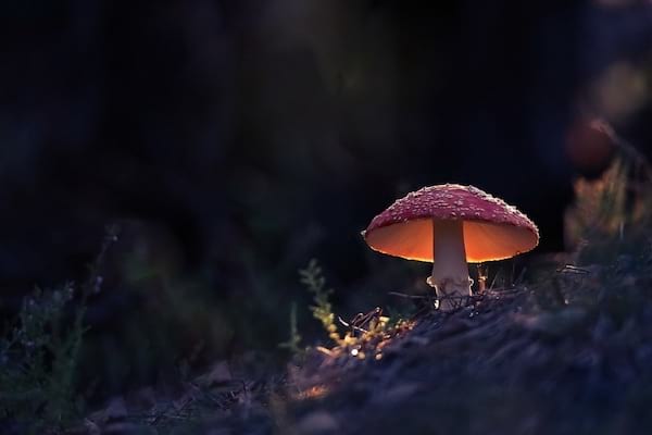 Champignons à chapeau rouge 