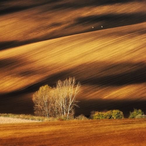 Champs de Moravie en République Tchèque