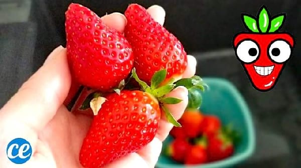Comment Conserver les Fraises Pendant des Semaines au Frigo