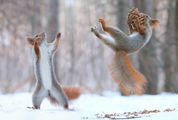 Deux écureuils jouant dans la neige 