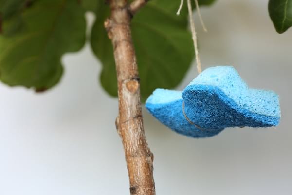 eponge pour oiseaux a manger