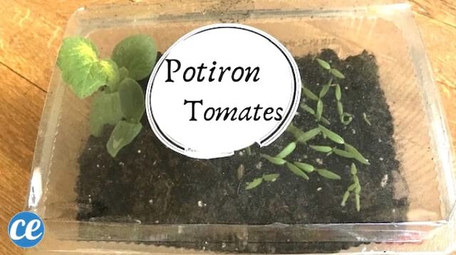 mini serre à semis DIY avec un boite alimentaire