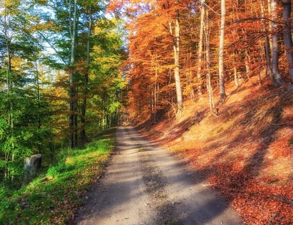 Forêt d'automne avec un chemin séparant deux couleurs de feuilles différentes 