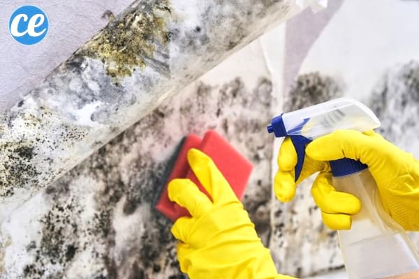 moisissure comment s'en débarrasser naturellement