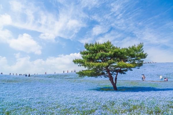 Paysage tout bleu au Japon 