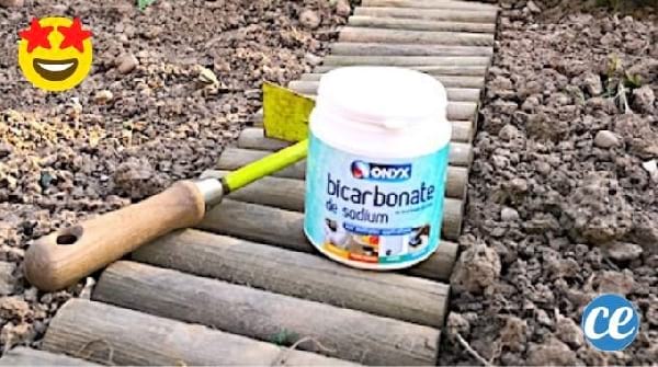 Potager : 3 Utilisations Du Bicarbonate Vont Vous Simplifier la Vie