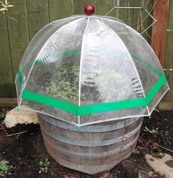 parapluie transparent transformée en serre