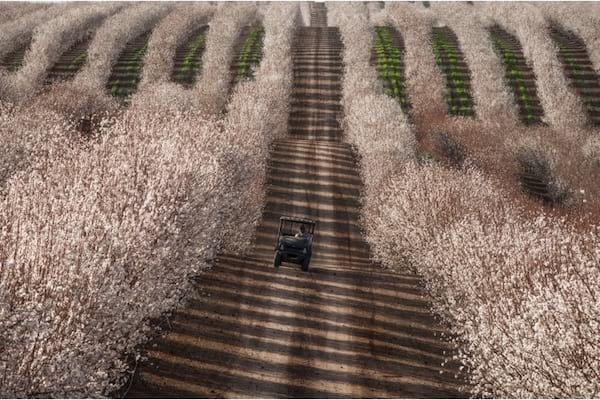 Tracteur au milieu des champs d'amandes en Californie 