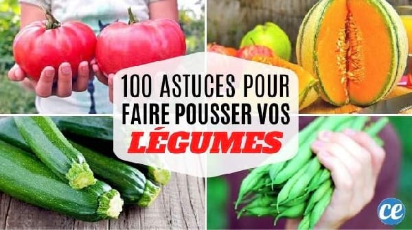 100 Astuces Potager Pour Faire Pousser de Beaux Légumes FACILEMENT