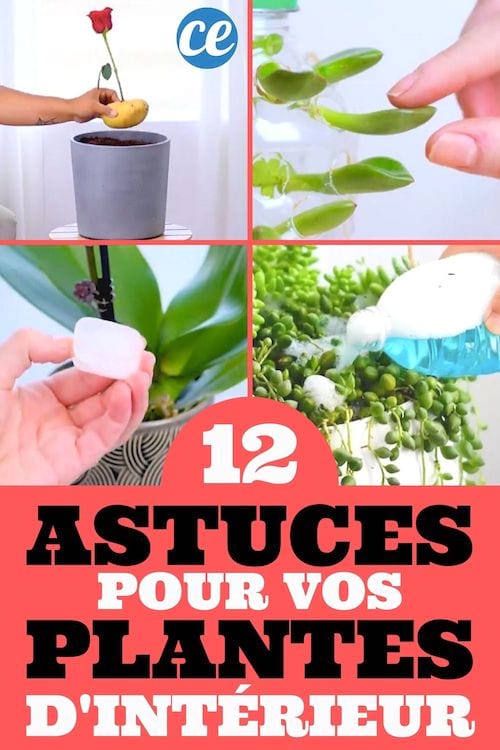 Voici les 12 astuces géniales pour vos plantes d'intérieur.