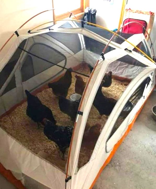 poules dans une tente