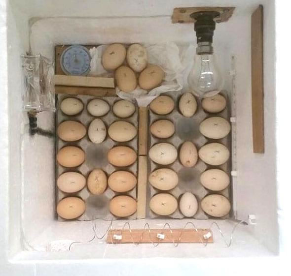 incubateur oeufs poules DIY pour le poulailler