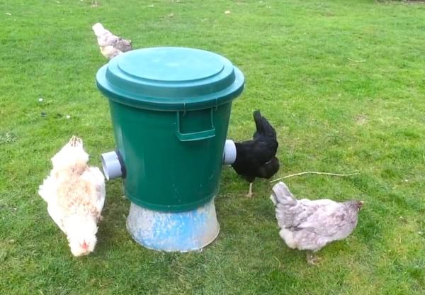 mangeoire pour poules dans une poubelle
