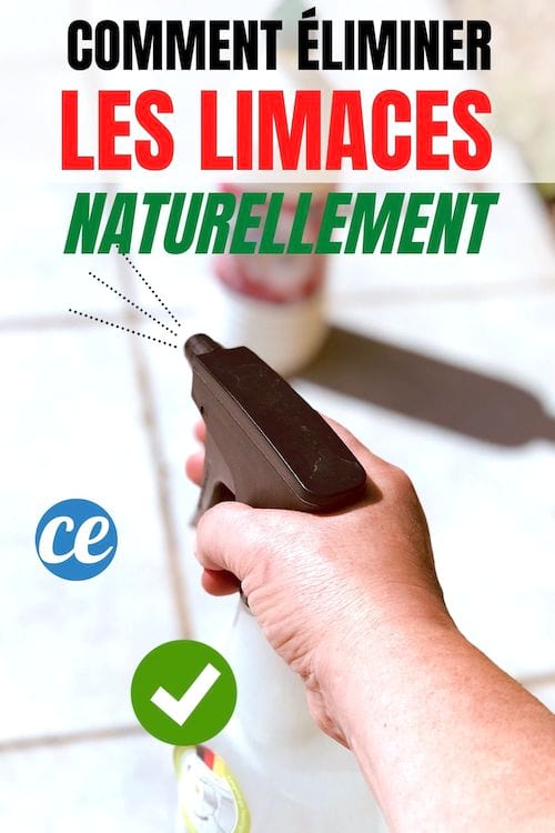 Un spray fait avec du vinaigre blanc et de l'eau pour éloigner les limaces