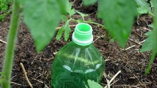 arrosage permanent tomate bouteille enterree