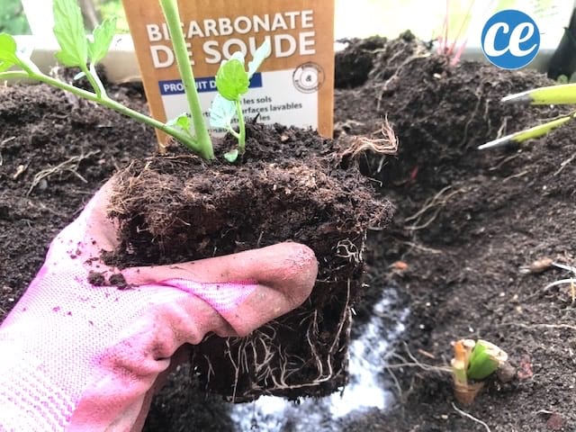 plant de tomate plus sucré grâce au bicarbonate de soude