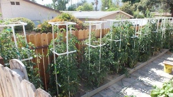 Cages à tomates en PVC