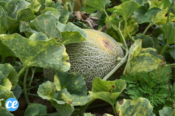 Comment faire pousser des melons en pot ?