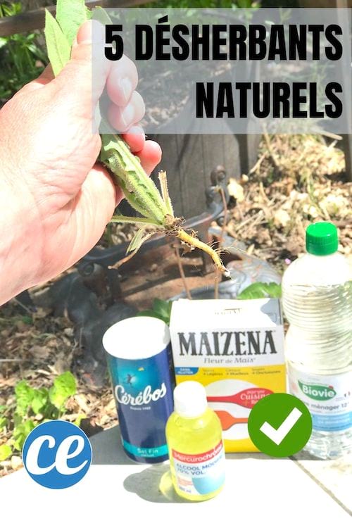5 désherbants naturels puissants à base de sel, de vinaigre, d'alcool, de maïzena et d'eau