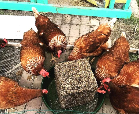 poules rousses qui mangent un bloc de graines DIY