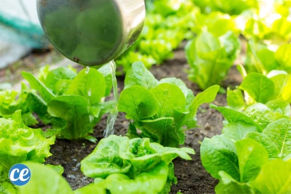 grow salad easily in the garden