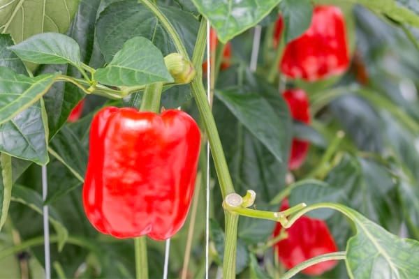 Beautiful red peppers that grow easily in the vegetable garden