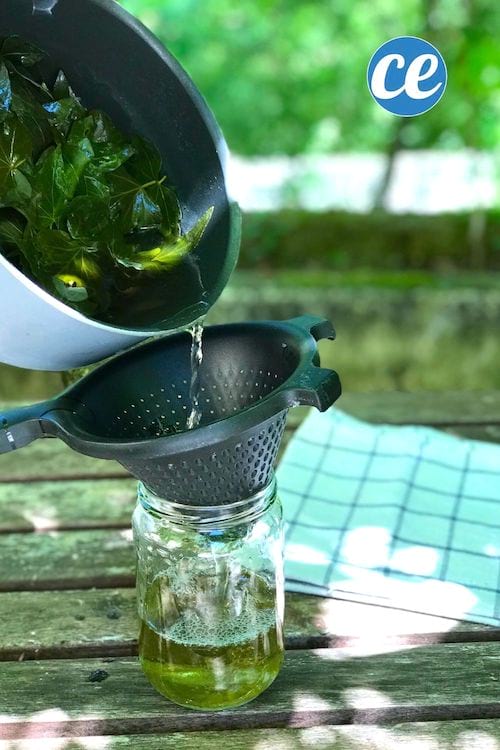Filtrage de la lessive au lierre faite maison