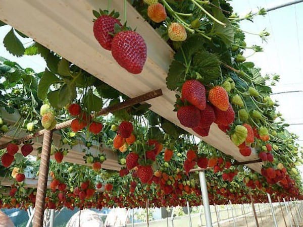 Plusieurs fraises suspendues à des gouttières 