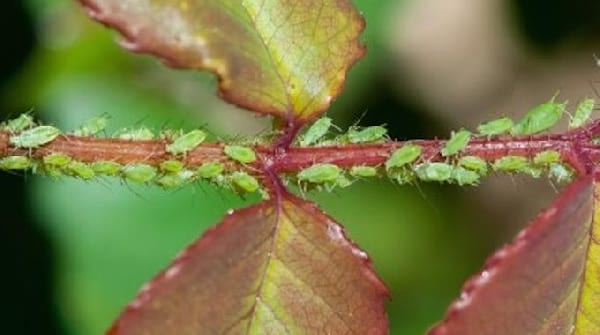 insecticide naturel jardin