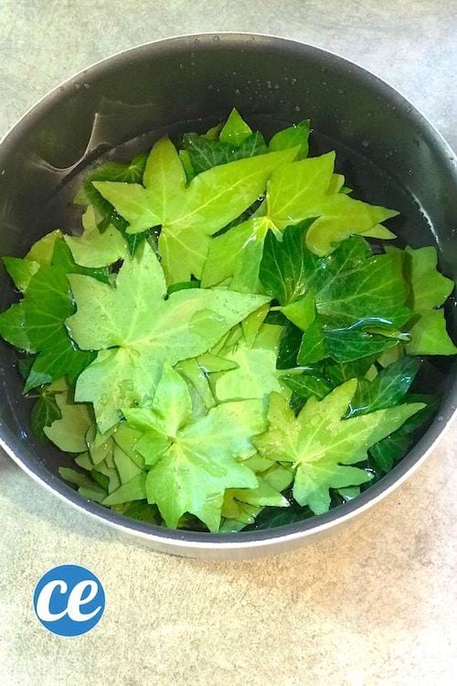 Des feuilles de lierre dans une casserole pleine d'eau pour faire de la lessive