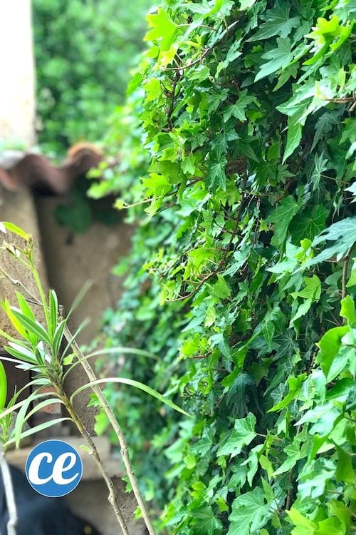 du lierre grimpant pour faire une lessive naturelle DIY maison