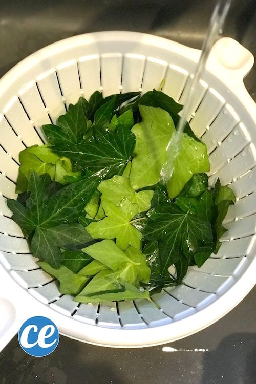 Des feuilles de lierre passées sous l'eau pour faire de la lessive maison