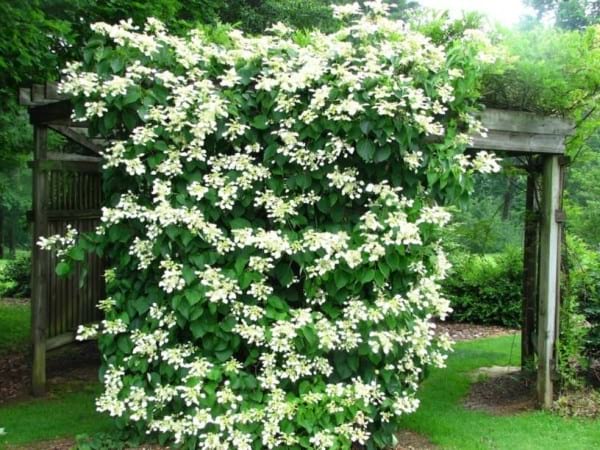 Pérgula de jardim com flores brancas