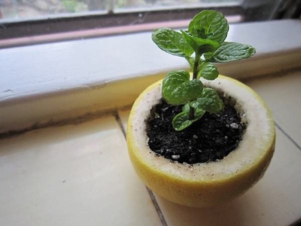 Mini plante qui pousse dans un citron 