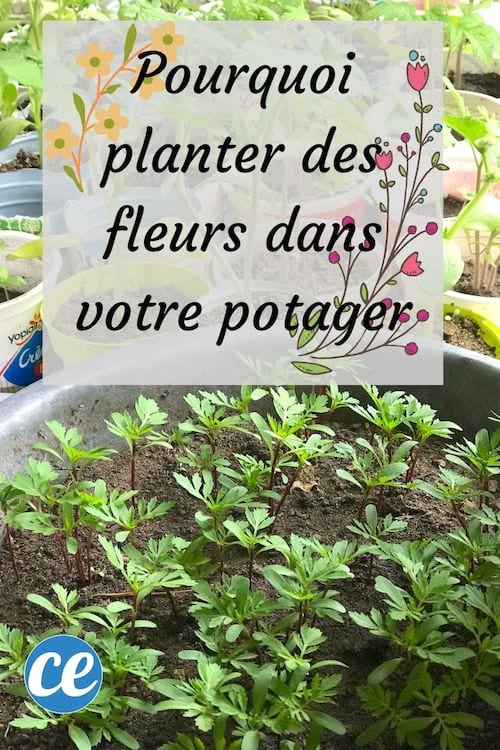 Semis d'oeillets pour faire du compagnonnage végétal de plantes dans le potager