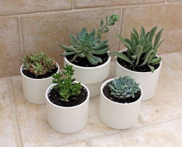 Mini plantes succulentes en PVC