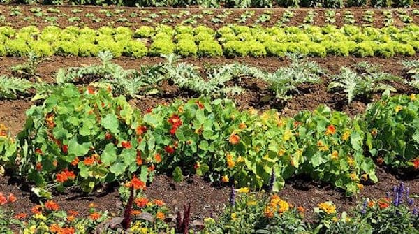 Pourquoi faut-il planter des fleurs dans le potager  ?