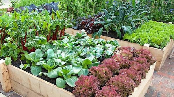 Quand Planter Ses Légumes Dans Le Potager
