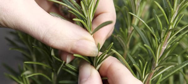 comment couper les herbes aromatiques