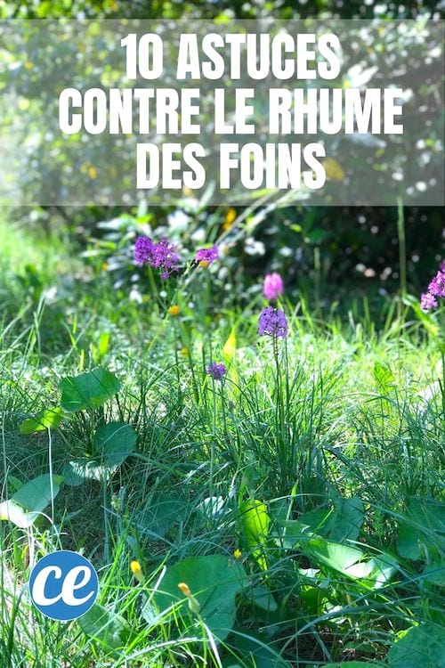 Un champ de fleurs et d'herbes