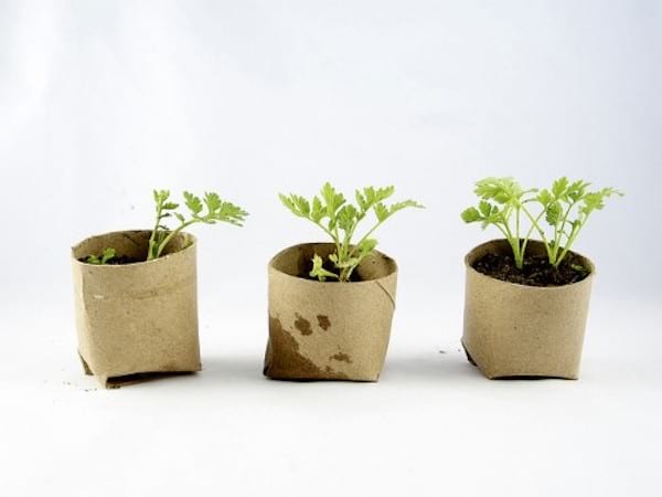 Trois rouleaux de papier toilette réutilisés pour semis plantes
