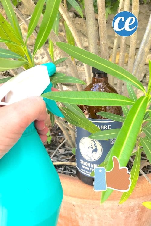 Un spray fait avec du savon noire pour éliminer des pucerons sur du laurier