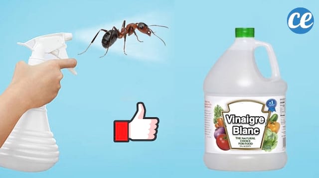 Anti fourmis efficace au vinaigre blanc