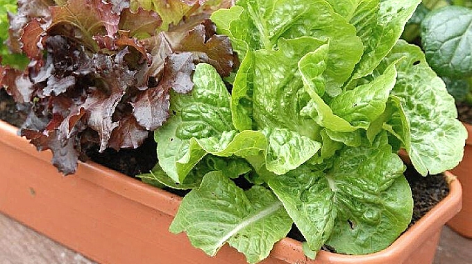 voici-comment-faire-pousser-de-la-salade-en-pot-facilement