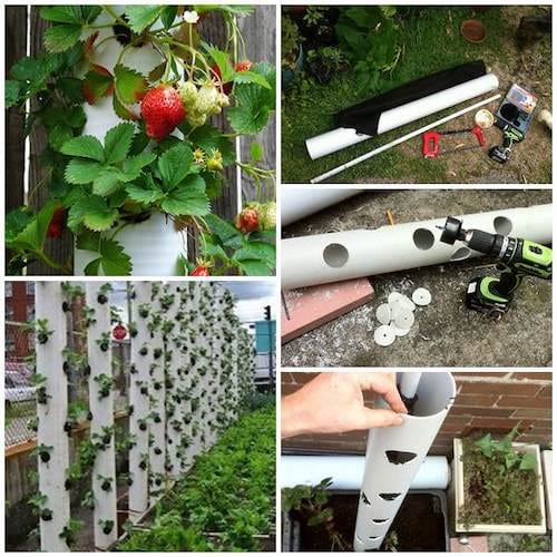 Tour verticale en PVC pour cultiver des fraises