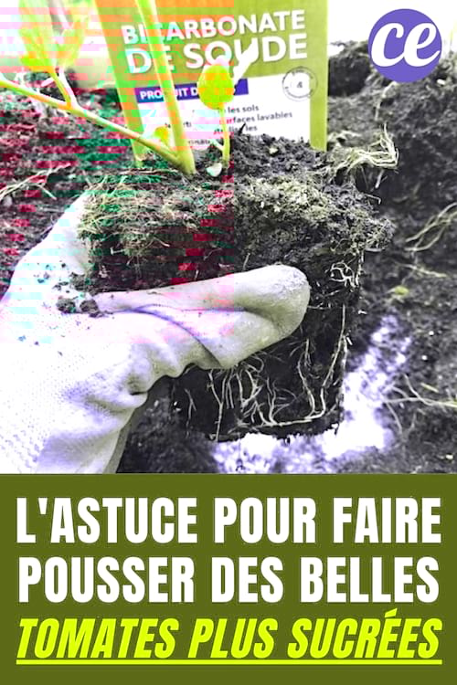 Une boîte de bicarbonate dans la terre avec un pied de tomate pour des tomates plus sucrées