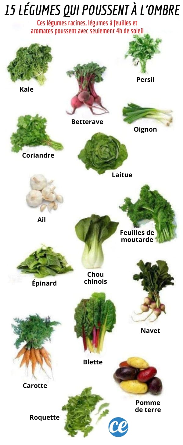 La liste des 15 Légumes Qui Poussent Facilement à l'Ombre SANS Lumière du Soleil.