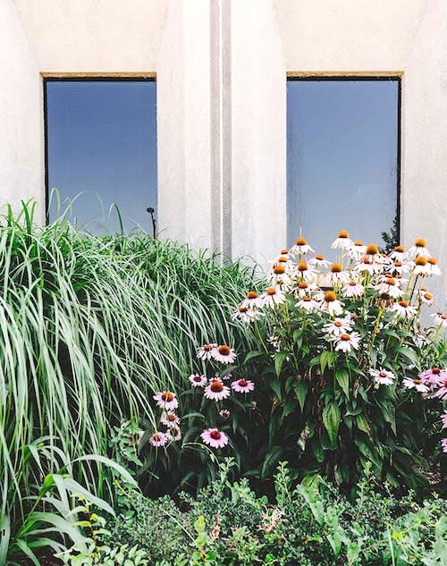 Des buissons de plantes et de fleurs devant une maison blanche.